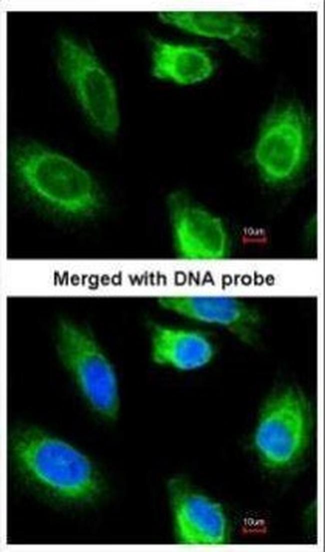 GK2 Antibody in Immunocytochemistry (ICC/IF)