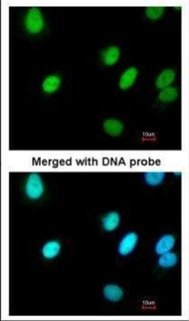 RFC4 Antibody in Immunocytochemistry (ICC/IF)