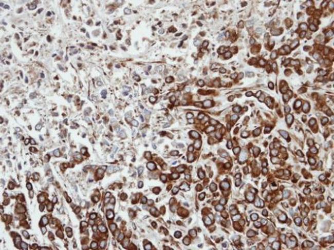 FPGT Antibody in Immunohistochemistry (Paraffin) (IHC (P))