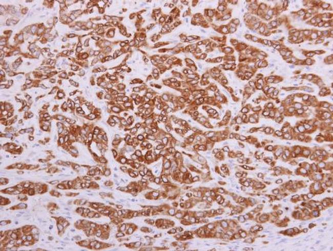 PON2 Antibody in Immunohistochemistry (Paraffin) (IHC (P))