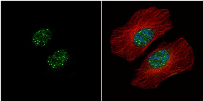 HMBOX1 Antibody in Immunocytochemistry (ICC/IF)