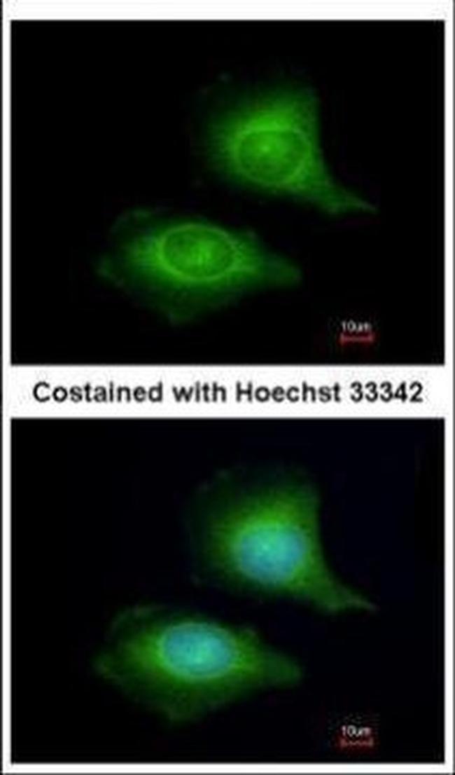 LZTFL1 Antibody in Immunocytochemistry (ICC/IF)