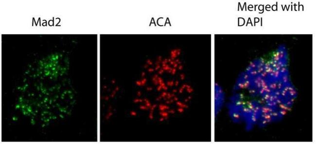 MAD2 Antibody in Immunocytochemistry (ICC/IF)