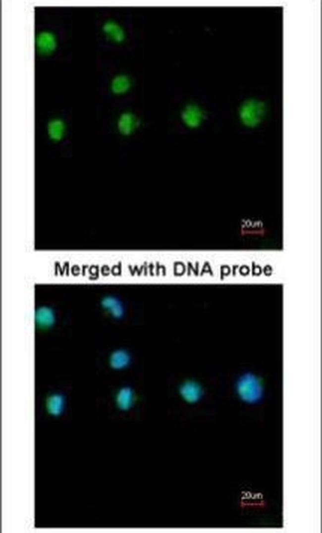 NR2F1 Antibody in Immunocytochemistry (ICC/IF)