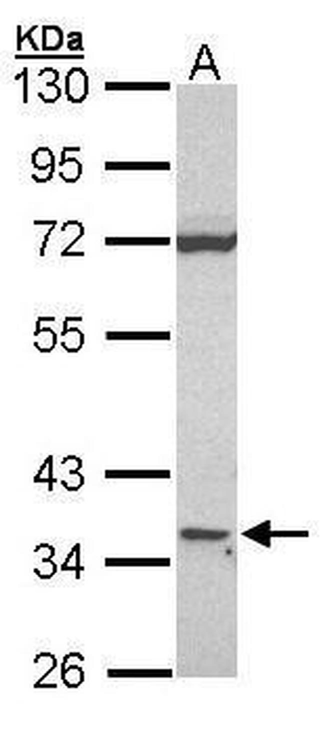 CD1d Antibody in Western Blot (WB)