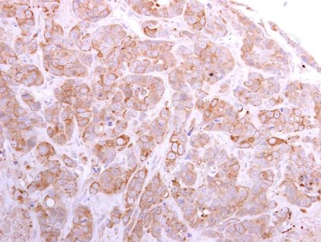 SLC26A8 Antibody in Immunohistochemistry (Paraffin) (IHC (P))