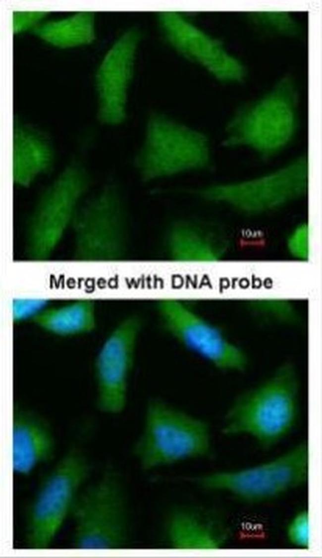 PSMA6 Antibody in Immunocytochemistry (ICC/IF)