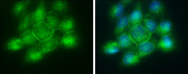 PLSCR1 Antibody in Immunocytochemistry (ICC/IF)