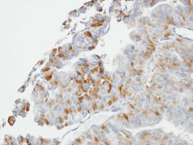 GST Omega 1 140A Antibody in Immunohistochemistry (Paraffin) (IHC (P))