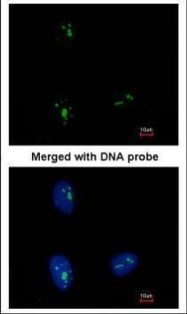 KRR1 Antibody in Immunocytochemistry (ICC/IF)