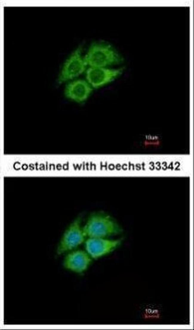 PANK1 Antibody in Immunocytochemistry (ICC/IF)