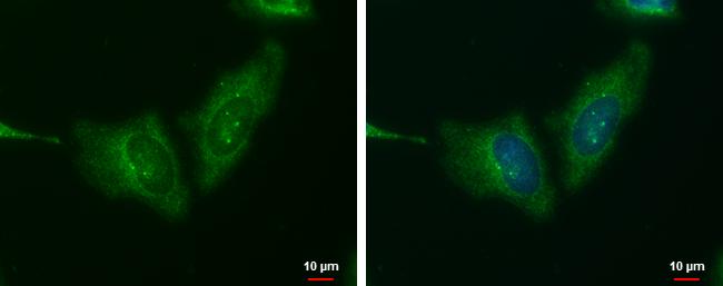 WNT11 Antibody in Immunocytochemistry (ICC/IF)