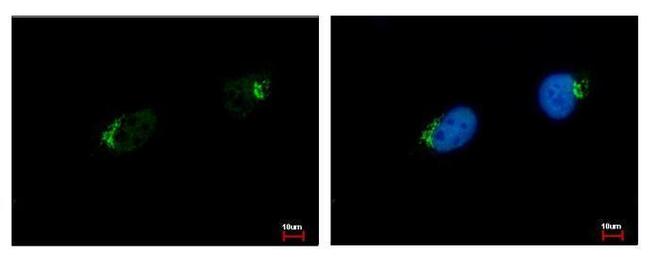 GALNT7 Antibody in Immunocytochemistry (ICC/IF)