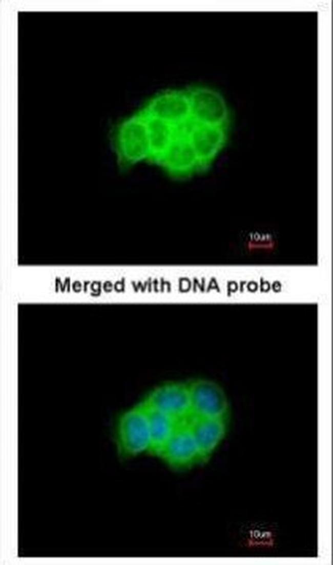 HSPA6 Antibody in Immunocytochemistry (ICC/IF)