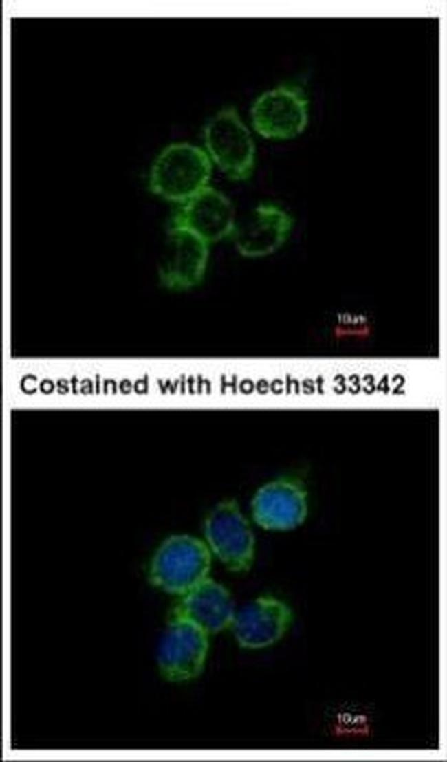 GAS2L1 Antibody in Immunocytochemistry (ICC/IF)