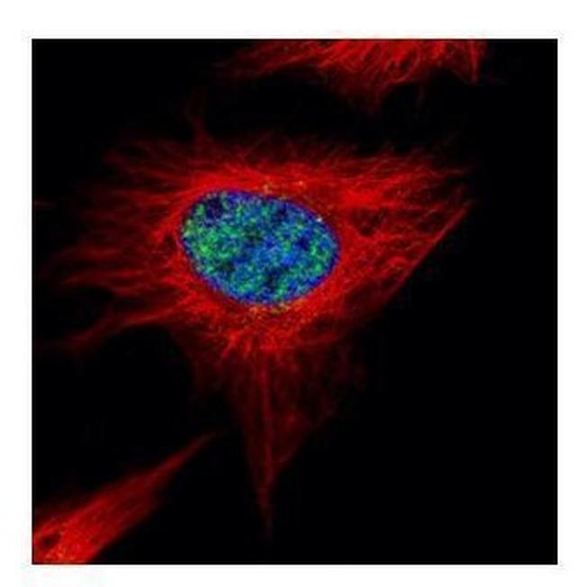 POLR3A Antibody in Immunocytochemistry (ICC/IF)