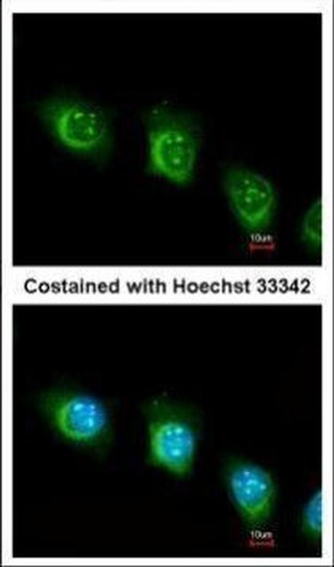 USP47 Antibody in Immunocytochemistry (ICC/IF)