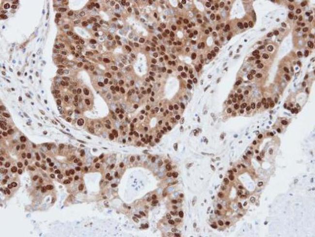 PDE4C Antibody in Immunohistochemistry (Paraffin) (IHC (P))