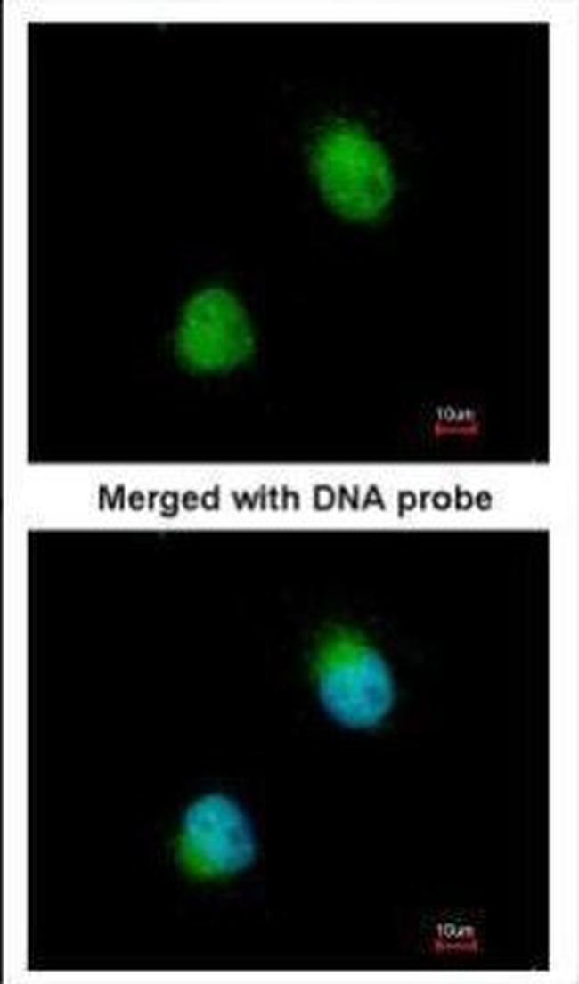 ZC3H8 Antibody in Immunocytochemistry (ICC/IF)