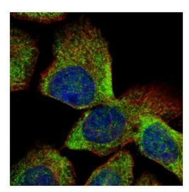 VTA1 Antibody in Immunocytochemistry (ICC/IF)