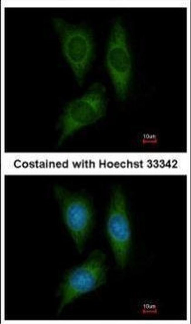 STK25 Antibody in Immunocytochemistry (ICC/IF)