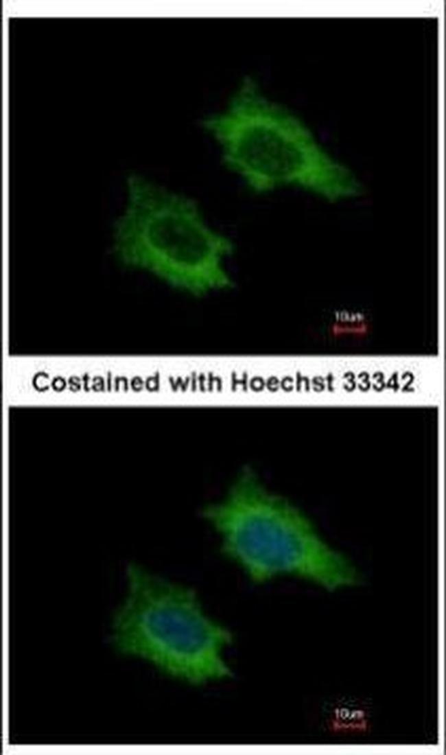 PRPSAP2 Antibody in Immunocytochemistry (ICC/IF)