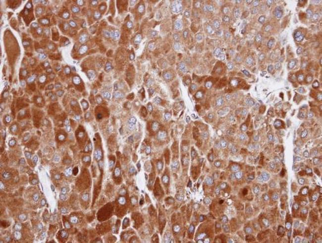 RIC8A Antibody in Immunohistochemistry (Paraffin) (IHC (P))