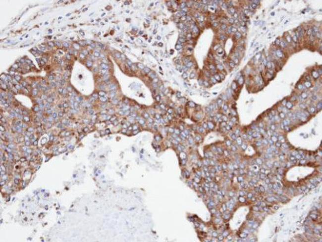 CPNE3 Antibody in Immunohistochemistry (Paraffin) (IHC (P))