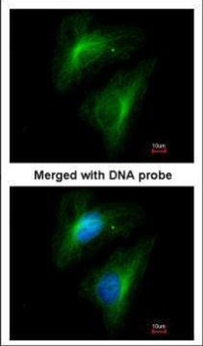 Importin 13 Antibody in Immunocytochemistry (ICC/IF)