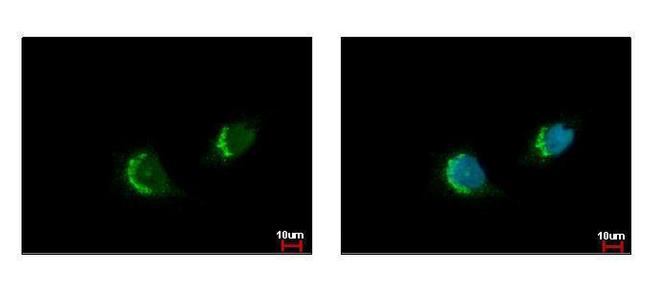 ETEA Antibody in Immunocytochemistry (ICC/IF)