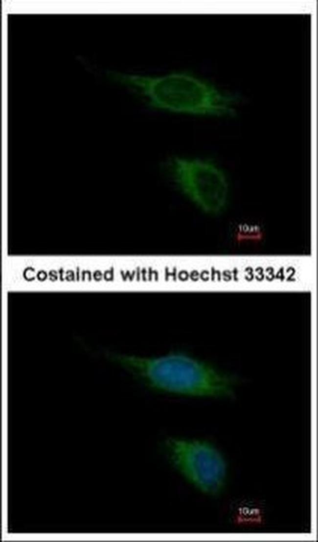 TAAR5 Antibody in Immunocytochemistry (ICC/IF)