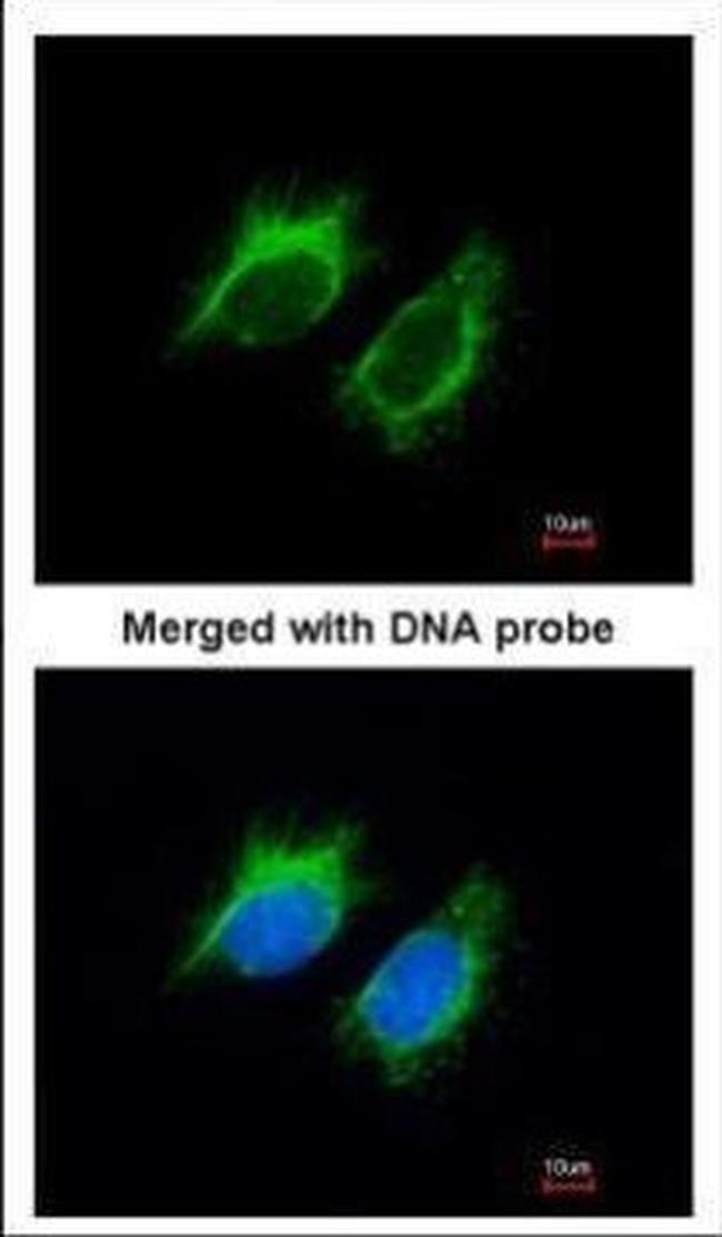 Activin A Antibody in Immunocytochemistry (ICC/IF)