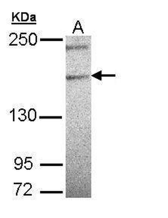 PLCH1 Isoform B Antibody in Western Blot (WB)