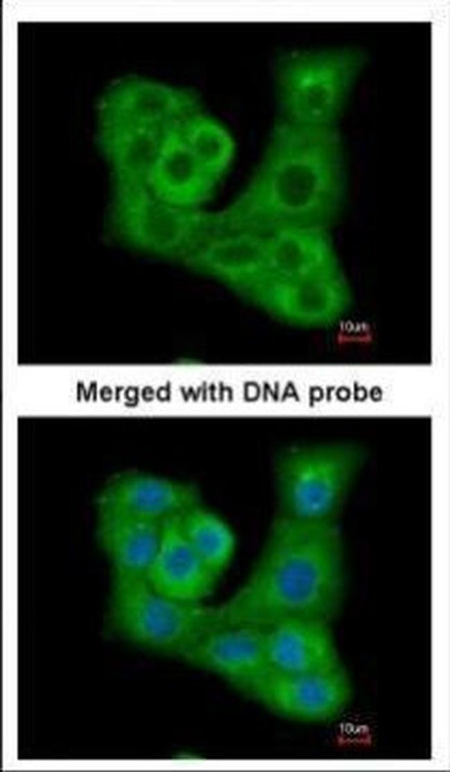 DUSP7 Antibody in Immunocytochemistry (ICC/IF)