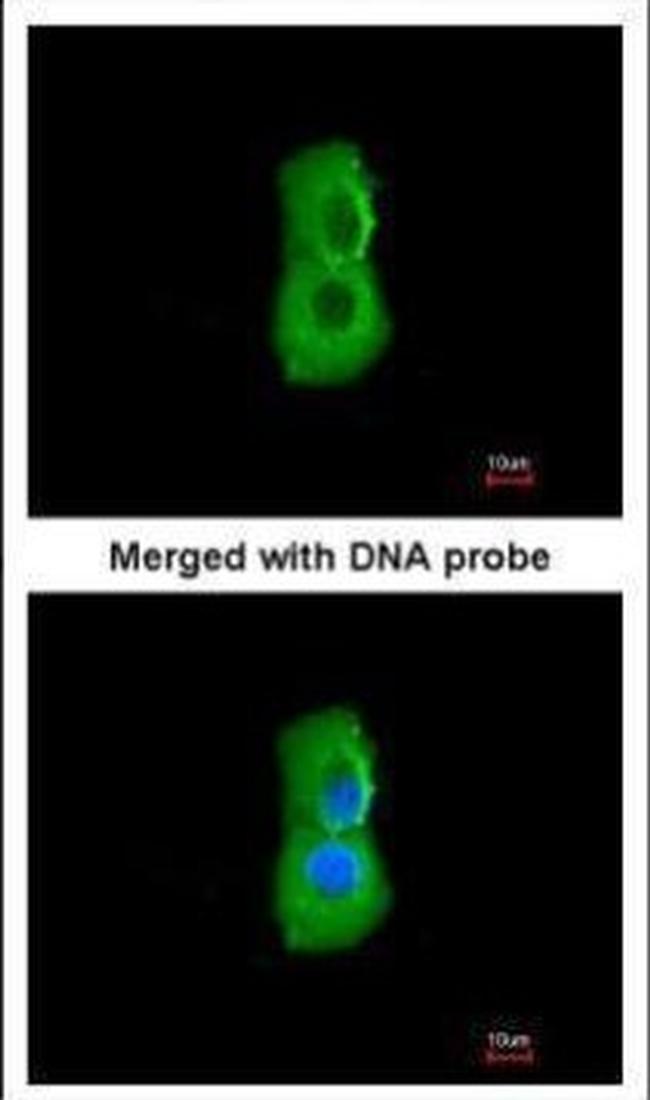 PSMC3 Antibody in Immunocytochemistry (ICC/IF)