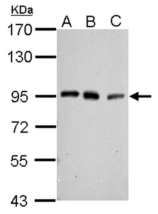 PCAF Antibody in Western Blot (WB)