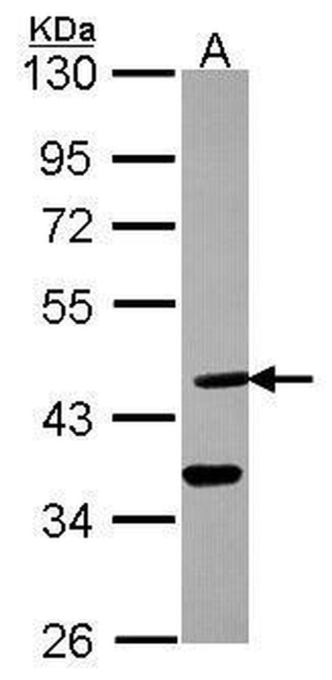 DHH Antibody in Western Blot (WB)