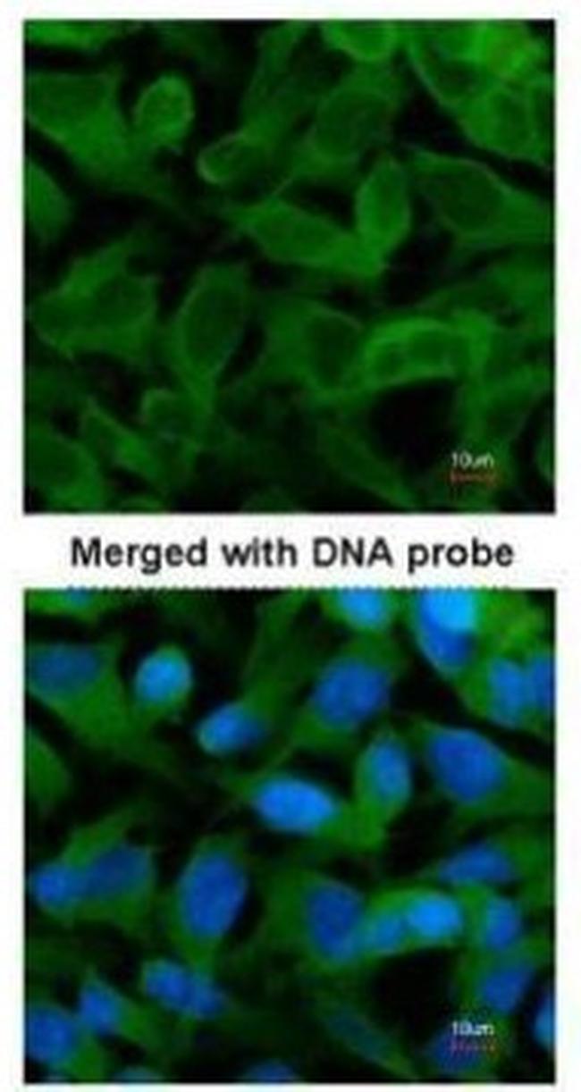 TCP-1 epsilon Antibody in Immunocytochemistry (ICC/IF)