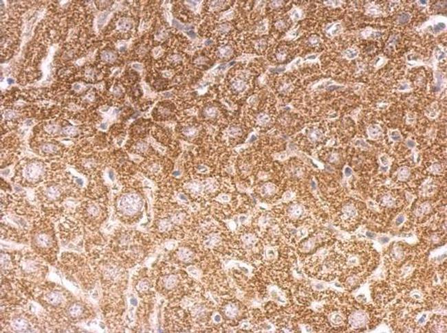 OGT Antibody in Immunohistochemistry (Paraffin) (IHC (P))