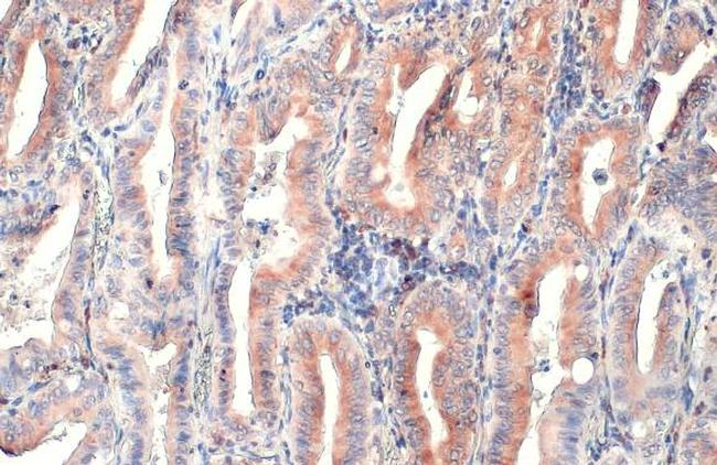 CD74 Antibody in Immunohistochemistry (Paraffin) (IHC (P))