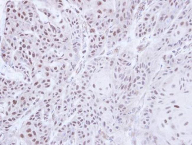 JMJD6 Antibody in Immunohistochemistry (Paraffin) (IHC (P))