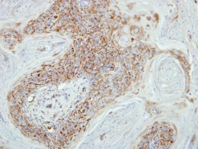 COX7B2 Antibody in Immunohistochemistry (Paraffin) (IHC (P))