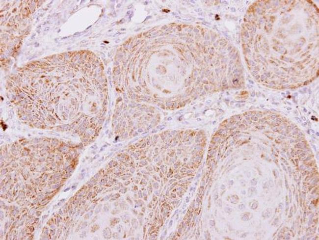 PECR Antibody in Immunohistochemistry (Paraffin) (IHC (P))