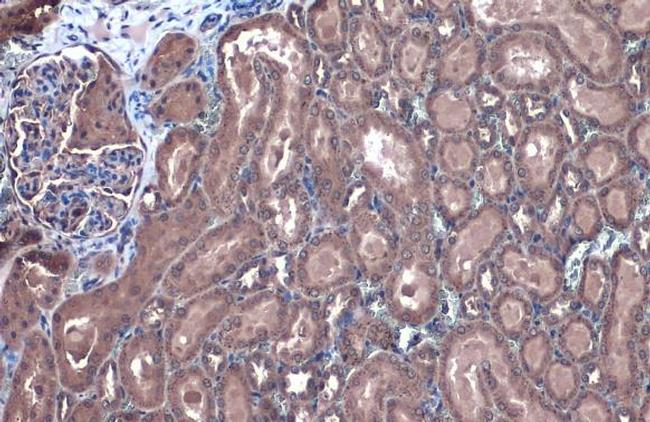 GBA Antibody in Immunohistochemistry (Paraffin) (IHC (P))