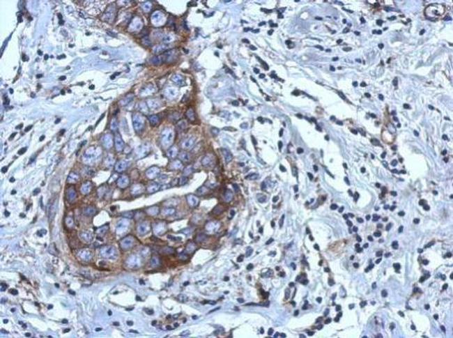 RGS4 Antibody in Immunohistochemistry (Paraffin) (IHC (P))