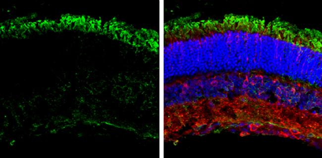 GNAT2 Antibody in Immunohistochemistry (Frozen) (IHC (F))