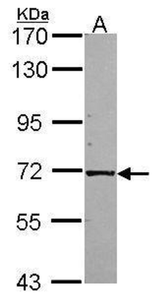 KLC1 Antibody in Western Blot (WB)