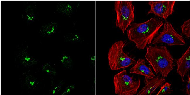 VBP1 Antibody in Immunocytochemistry (ICC/IF)