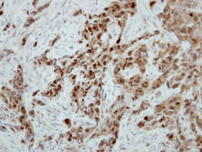 Ataxin 3 Antibody in Immunohistochemistry (Paraffin) (IHC (P))