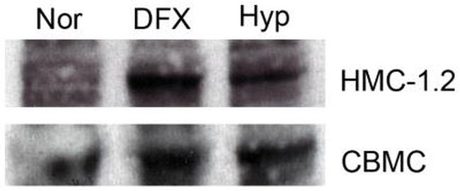 HIF1A Antibody in Western Blot (WB)